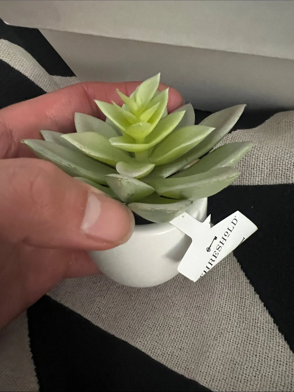 Artificial Succulent in White Ceramic Pot - Super Cute